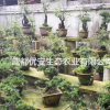成都贴梗海棠造型价格低便宜好货