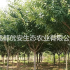 成都樱花晚樱价格低便宜