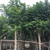 火焰木袋苗 15-18分 市政绿化苗 多种规格 苗木养护