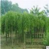 苗圃直销优质龙爪槐树批发 绿化工程 量大价优 规格齐全