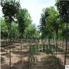 苗圃直销批发七叶树 绿化工程 规格全 红花七叶树 行道风景树