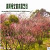 苗圃直销批发 量大价优 绿梅 红梅销售 耐寒工程绿化