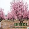 苗圃直销美人梅树 量大价优 绿化工程 品种规格全 观花绿植