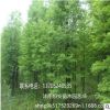 落羽杉树 苗圃直销发货 行道树 墨西哥品种全 量大价格优惠