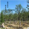 基地直销批发合欢树 绿化工程 合欢树销售 行道树 规格齐 优质