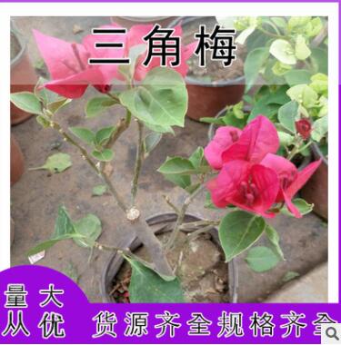 三角梅树苗盆栽室内阳台爬藤植物勒杜鹃花苗重瓣大苗庭院花卉盆景