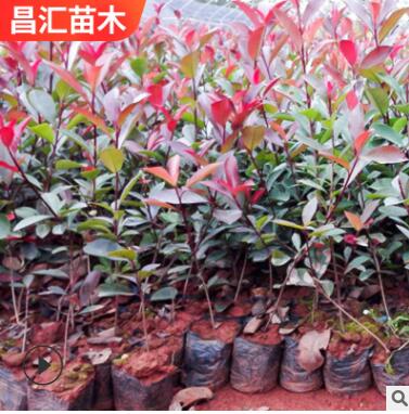 庭院大小营养杯红罗宾红叶石楠 园林绿化绿篱树种红叶石楠图3