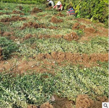 基地直销绿化爬藤植物小叶扶芳藤 园林景观扶芳藤攀缘植物成活高图3