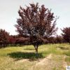 批发绿化植物 紫叶李树苗 红叶李 彩色树种 公园 厂区绿化树木