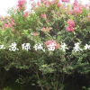 江苏丛生紫薇价格，支丛生紫薇基地