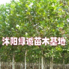 山东法桐价格对比，江苏法桐基地价格及报价