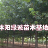 江苏法桐价格，法桐苗木报价详情，法桐基地