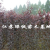 江苏速生紫叶李基地 速生红叶李小苗价格