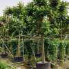 麻楝12-15cm假植苗麻练行道树中山基地直销