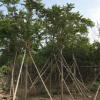 市政苗木袋苗麻楝8-11分常绿乔木基地直销