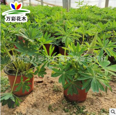 羽扇豆 鲁冰花 盆栽苗 一年生草本园艺花海必选