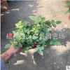 欧月 月季花 120盆 高度20-25 冠幅20-25 各种盆栽苗 成活率高
