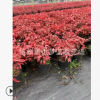 火焰南天竹 大小 都有 品种 规格 齐全 园林 绿化 景观 树木 直销