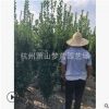 大叶黄杨柱子 大小都有 苗圃 园林 绿化 工程 别墅 萧山 直销
