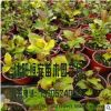 大量供应绣球花苗 八仙花苗 木本绣球 蒙娜丽莎等绿化工程苗木