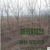 大量供应批发乌桕 （冬季拍摄）绿化工程苗木 品种齐全 量多价优