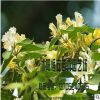 大量供应批发金银木 丛生 球状 花灌木 工程庭院绿化 品种齐全