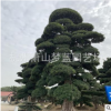 罗汉松 日本罗汉松 庭院 别墅 公司景观 土球好 冠幅好 成活率高