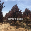 丛生红叶李