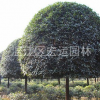 四川桂花，成都桂花，高杆桂花，精品桂花。