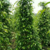 绿篱植物垂榕基地直销易种植效果快