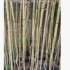 批发盆栽观赏竹 黄金竹 金壤玉竹 黄金间碧玉竹