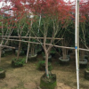 红枫造型景观树 庭院景观花定做