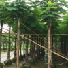 苗圃直销 凤凰木