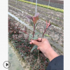 红叶石楠 扦插苗 根系旺 成活率高 地被 色块类 乔木 苗圃 种植