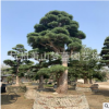 罗汉松 日本罗汉松 庭院 别墅 公司景观 精品 优质苗 品种 规格全