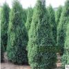 苗圃直销批发塔松 塔柏绿化 品种规格齐全 量大优惠