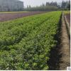 杜鹃 基地直销优质 毛娟球 毛娟等工程绿化批发