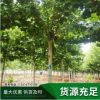 法国梧桐苗基地直销 庭院观赏行道园林绿化法桐 法桐树苗