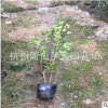 红叶石楠 篱笆大桶苗 高度50-2.5米都有 管叶 土球好 冠幅好 精品