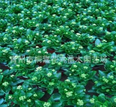 青州基地直销长寿花盆栽 重瓣多色盆栽花卉大量批发优惠