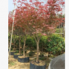 红枫造型景观树 庭院景观花定做