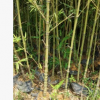 竹子基地供应 罗汉竹