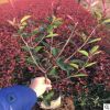 厂家直销 工程绿化苗 红叶石楠小苗 庭院种植石楠球 常绿灌木