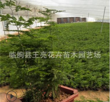 盆栽文竹 基地直供室内绿植栽盆景植物文竹 净化空气 四季常青