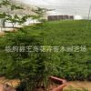 盆栽文竹 基地直供室内绿植栽盆景植物文竹 净化空气 四季常青