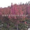 基地直销北美海棠 红宝石海棠 绿化工程景观北美海棠树