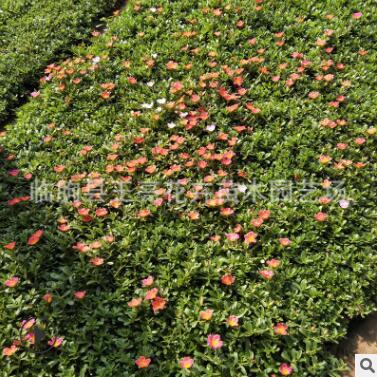 批发销售重瓣太阳花苗 优质马齿笕小苗 四季开花植物