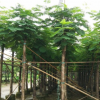 苗圃直销 凤凰木