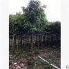 基地供应园林苗木 柳叶榕