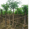 市政苗木 凤凰木 袋苗 中山花木基地批发